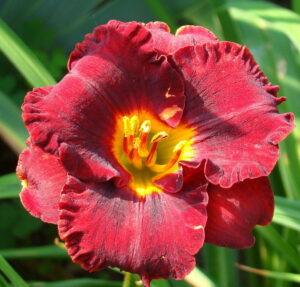 Лилейник Литл Ред Вагон / Lil’Red Wagon купить по цене от 549р. в интернет-магазине «Посадика» с доставкой почтой в в Москве и по всей России – [изображение №1].