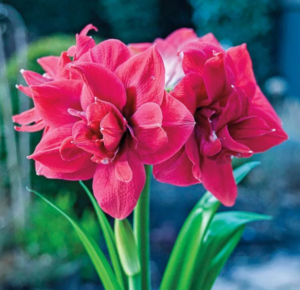 Амаркринум DIVA купить по цене от 499р. в интернет-магазине «Посадика» с доставкой почтой в в Москве и по всей России – [изображение №1].