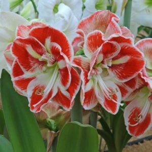 Амариллис Самба купить по цене от 589р. в интернет-магазине «Посадика» с доставкой почтой в в Москве и по всей России – [изображение №1].