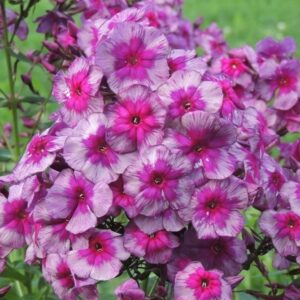 Флокс метельчатый  Дракон купить по цене от 349р. в интернет-магазине «Посадика» с доставкой почтой в в Москве и по всей России – [изображение №1].