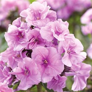 Флокс метельчатый Зенобия купить по цене от 309р. в интернет-магазине «Посадика» с доставкой почтой в в Москве и по всей России – [изображение №1].