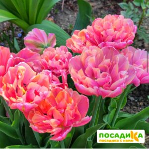 ТЮЛЬПАН ПИНК СТАР (МАХРОВЫЙ ПОЗДНИЙ) купить по цене от 230р. в интернет-магазине «Посадика» с доставкой почтой в в Москве и по всей России – [изображение №1].