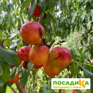 Нектарин Любимец купить по цене от 360р. в интернет-магазине «Посадика» с доставкой почтой в в Москве и по всей России – [изображение №1].