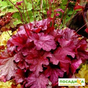 Гейхера Берри Смузи купить по цене от 390р. в интернет-магазине «Посадика» с доставкой почтой в в Москве и по всей России – [изображение №1].