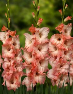 ГЛАДИОЛУС ЧИМАРОЗА купить по цене от 150р. в интернет-магазине «Посадика» с доставкой почтой в в Москве и по всей России – [изображение №1].