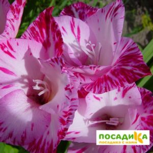 ГЛАДИОЛУС ЗАВОРАЖИВАЮЩАЯ КРАСОТА купить по цене от 150р. в интернет-магазине «Посадика» с доставкой почтой в в Москве и по всей России – [изображение №1].