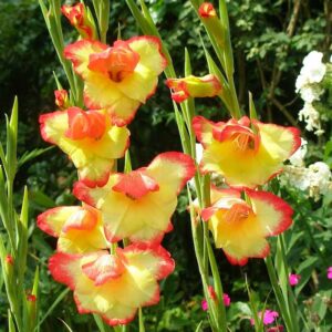 Гладиолус мини Лас Вегас купить по цене от 145р. в интернет-магазине «Посадика» с доставкой почтой в в Москве и по всей России – [изображение №1].
