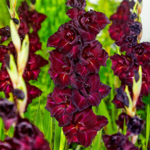 ГЛАДИОЛУС КРУПНОЦВЕТКОВЫЙ АРАБСКАЯ НОЧЬ купить по цене от 170р. в интернет-магазине «Посадика» с доставкой почтой в в Москве и по всей России – [изображение №1].