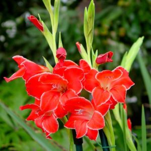 ГЛАДИОЛУС AТОМ купить по цене от 160р. в интернет-магазине «Посадика» с доставкой почтой в в Москве и по всей России – [изображение №1].