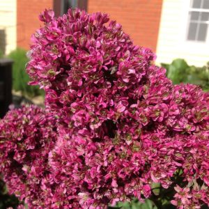 Флокс Филингс купить по цене от 329р. в интернет-магазине «Посадика» с доставкой почтой в в Москве и по всей России – [изображение №1].