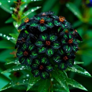 Флокс Ривьера купить по цене от 299р. в интернет-магазине «Посадика» с доставкой почтой в в Москве и по всей России – [изображение №1].