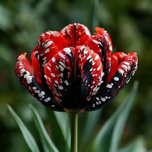 Тюльпан Вельвет Файер купить по цене от 394р. в интернет-магазине «Посадика» с доставкой почтой в в Москве и по всей России – [изображение №1].