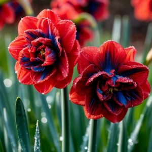 Нарцисс Эрличе купить по цене от 386р. в интернет-магазине «Посадика» с доставкой почтой в в Москве и по всей России – [изображение №1].