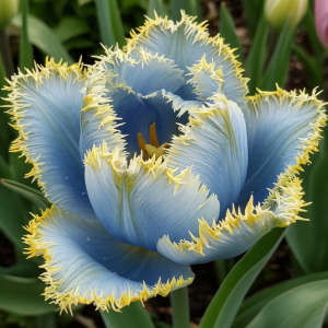 Тюльпан Махровый Амплуа купить по цене от 199р. в интернет-магазине «Посадика» с доставкой почтой в в Москве и по всей России – [изображение №1].