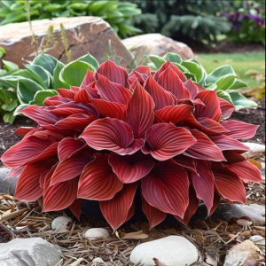 Хоста Рэд Эйнджл купить по цене от 549р. в интернет-магазине «Посадика» с доставкой почтой в в Москве и по всей России – [изображение №1].