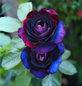 Роза Скарлет Рэвери купить по цене от 489р. в интернет-магазине «Посадика» с доставкой почтой в в Москве и по всей России – [изображение №1].