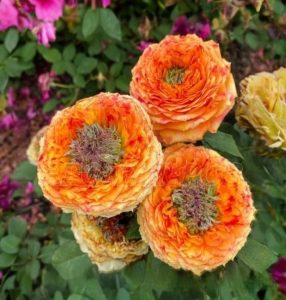 Роза Золотой Мираж купить по цене от 420р. в интернет-магазине «Посадика» с доставкой почтой в в Москве и по всей России – [изображение №1].